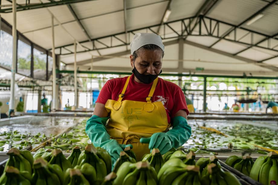 El agro sigue siendo uno de los grandes motores de la economía colombiana. Imagen de referencia.